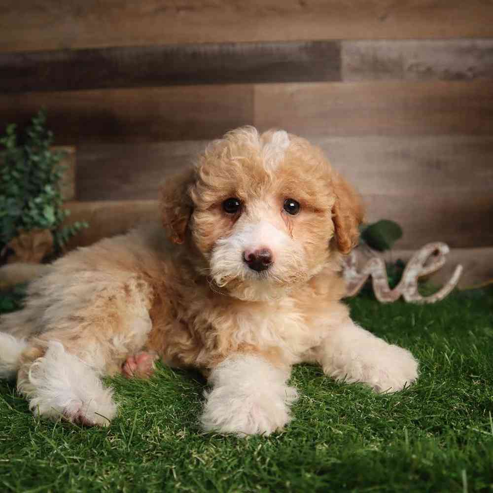 carousel pet images