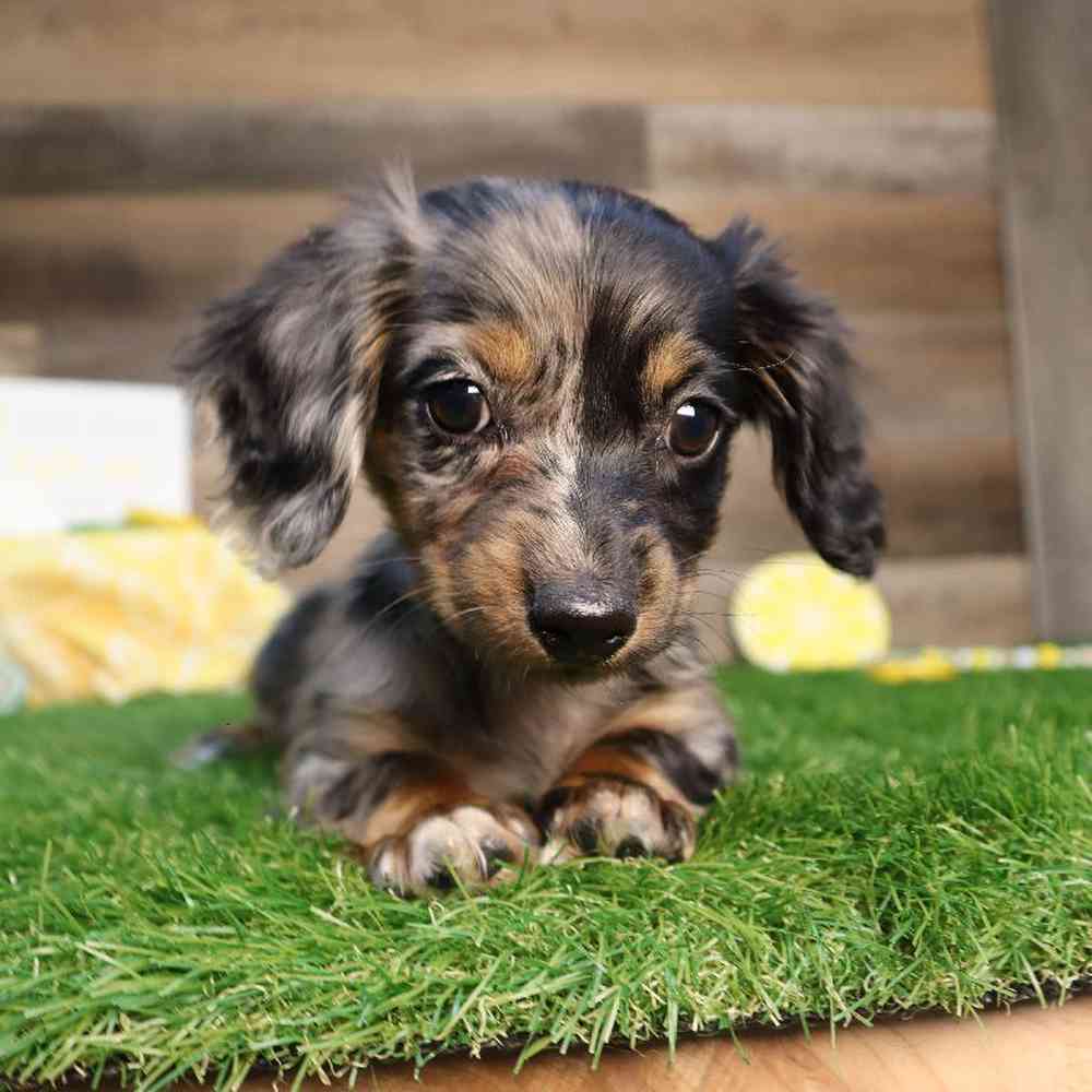 carousel pet images