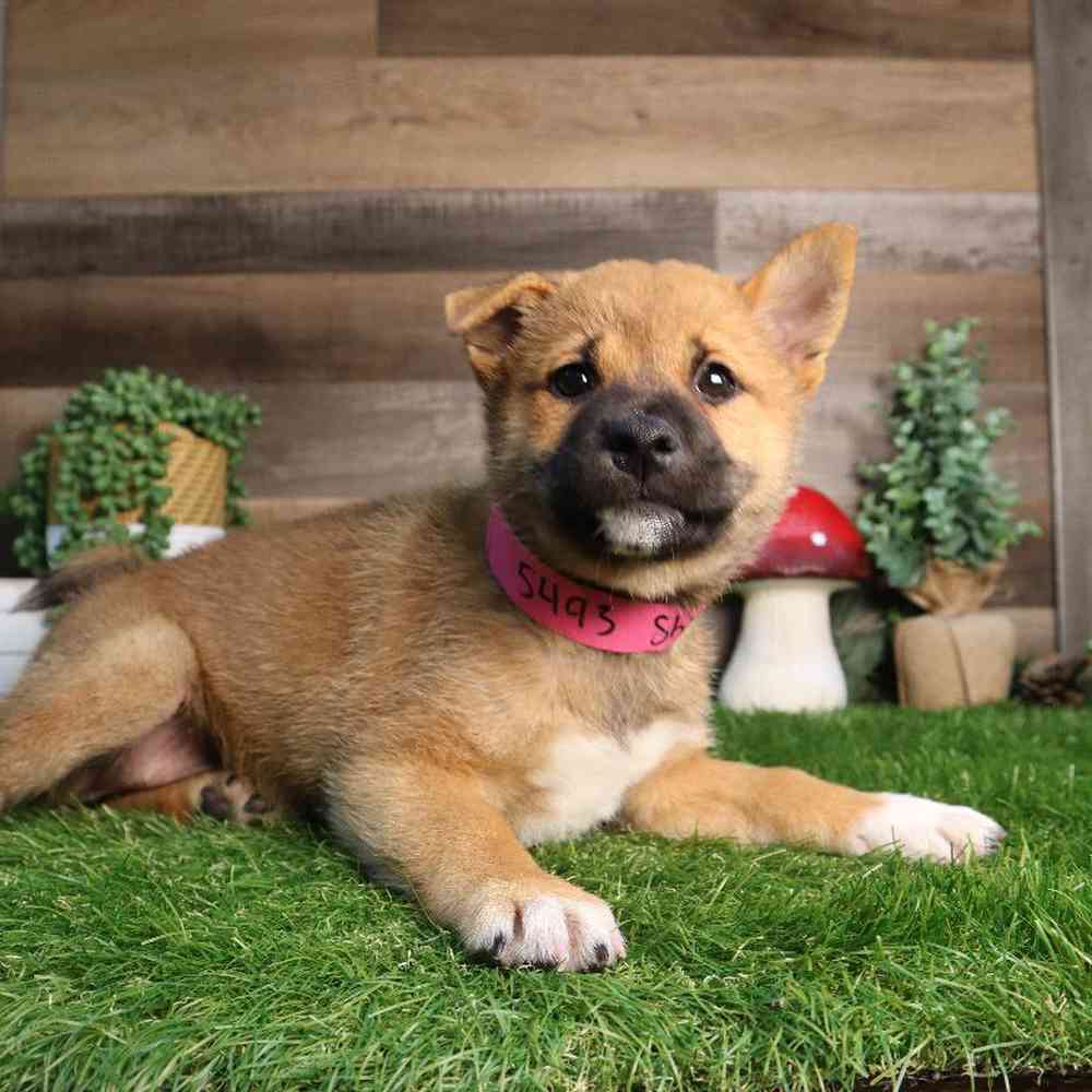 carousel pet images