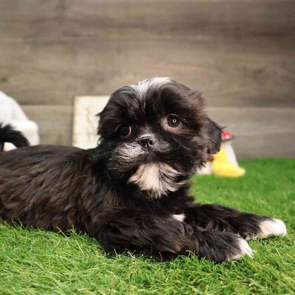 carousel pet images