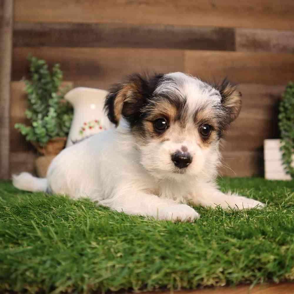 Male Morkie Puppy for Sale in Blaine, MN