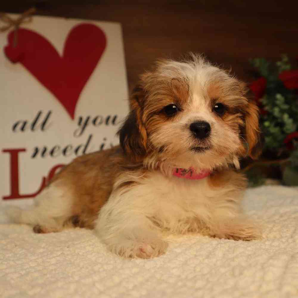 carousel pet images