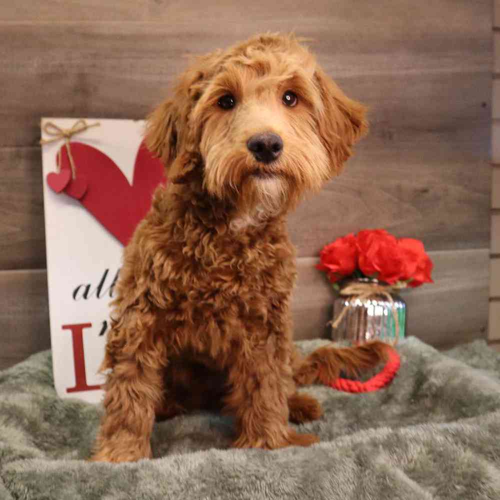 carousel pet images