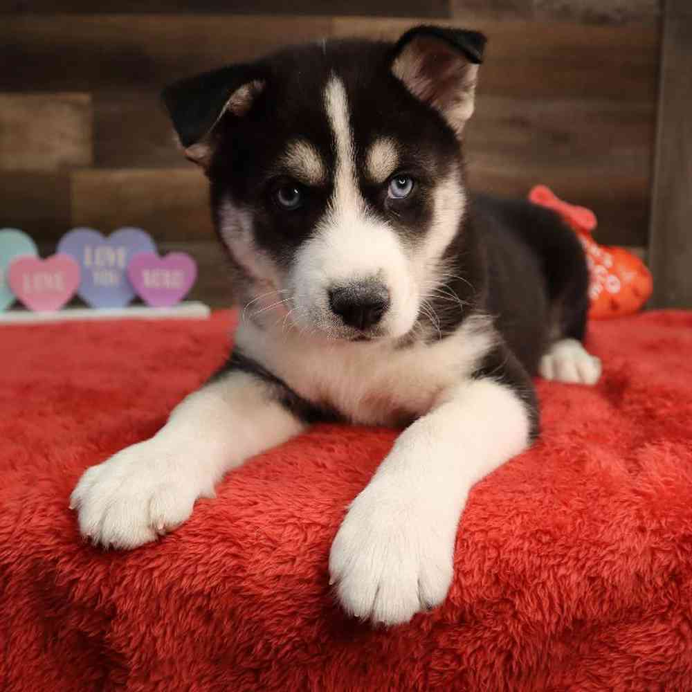 Male Pomsky Puppy for Sale in Blaine, MN