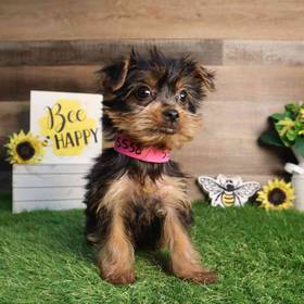 Yorkshire Terrier
