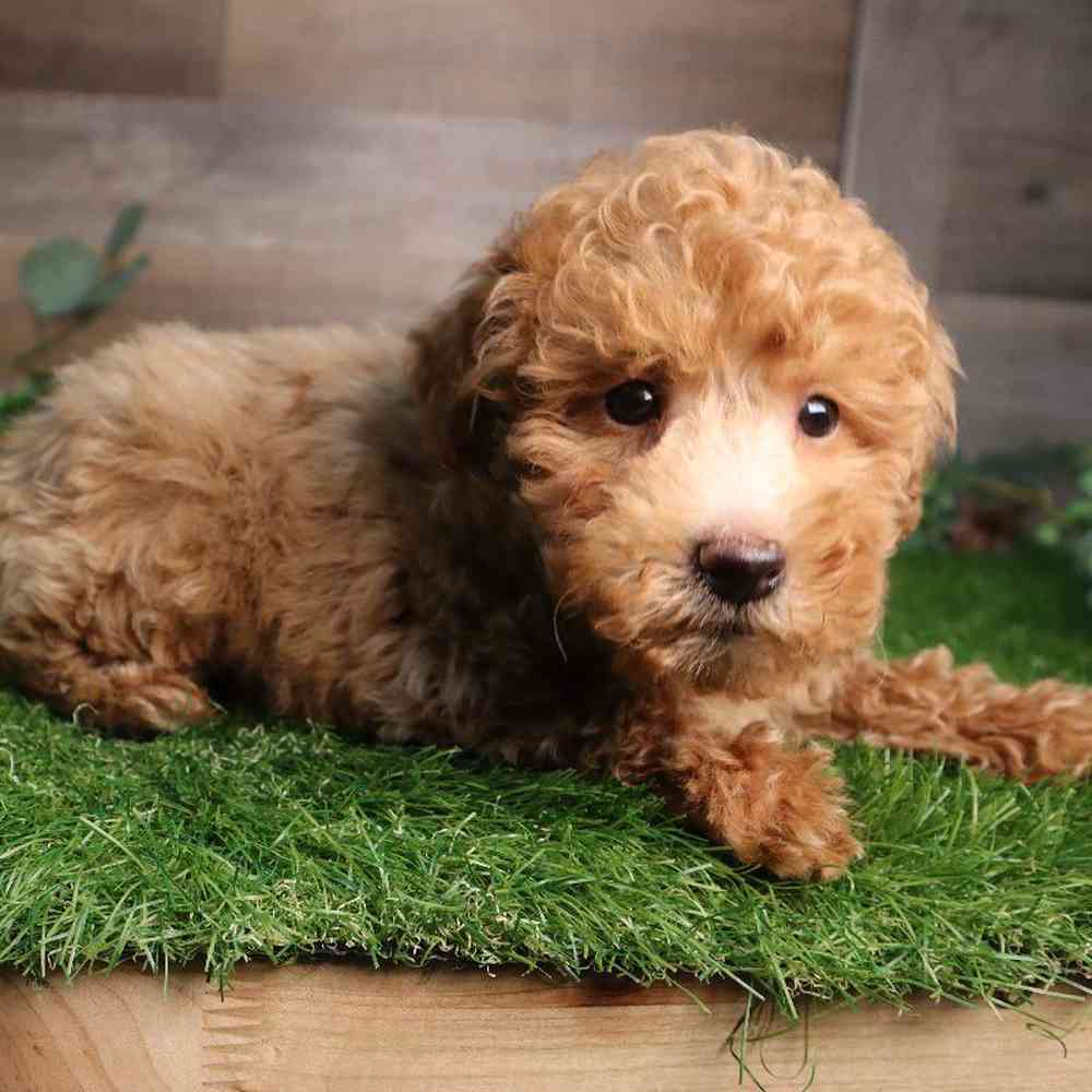 carousel pet images