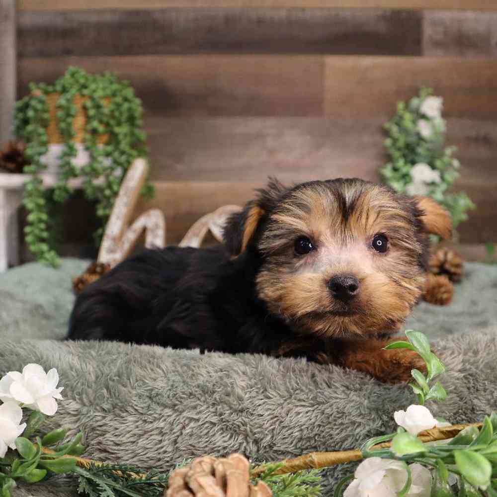 Male Yorkshire Terrier Puppy for Sale in Blaine, MN