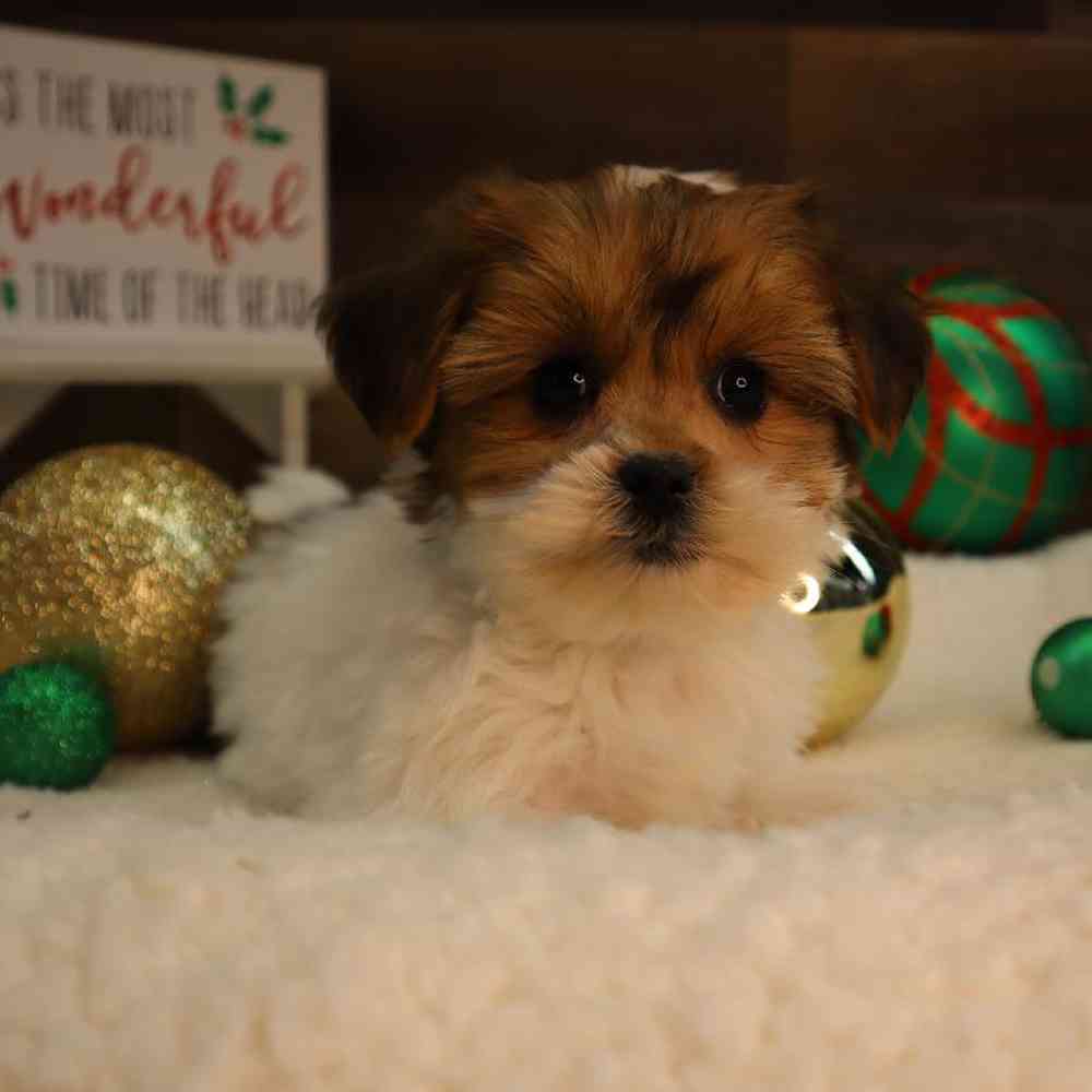 Male Shorkie Puppy for Sale in Blaine, MN