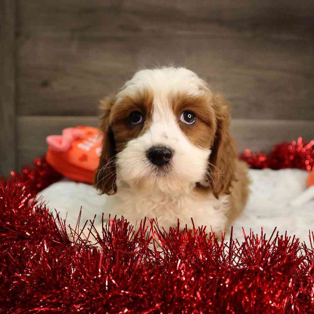 Male Cavapoo Puppy for Sale in Blaine, MN