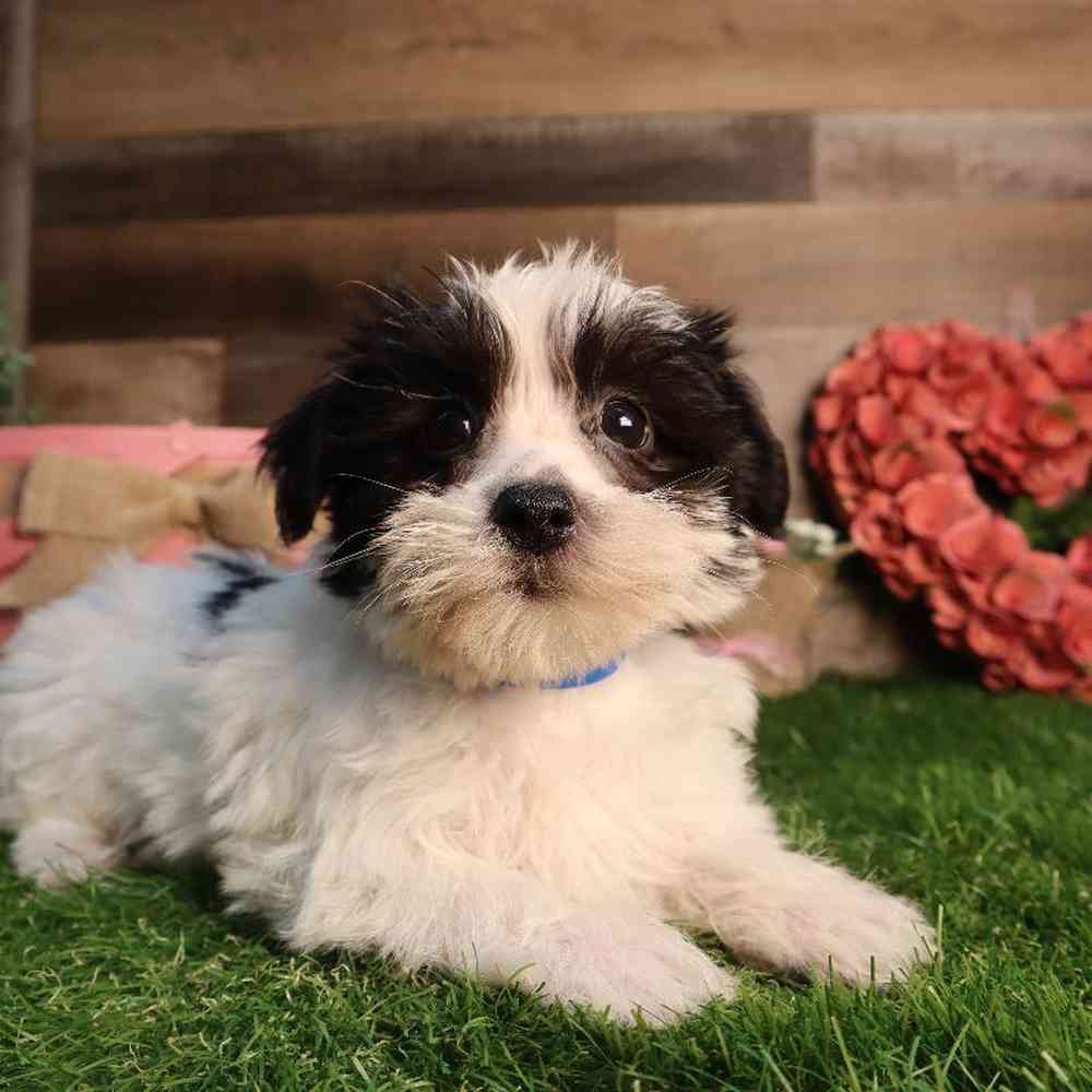 Male Morkie Puppy for Sale in Blaine, MN