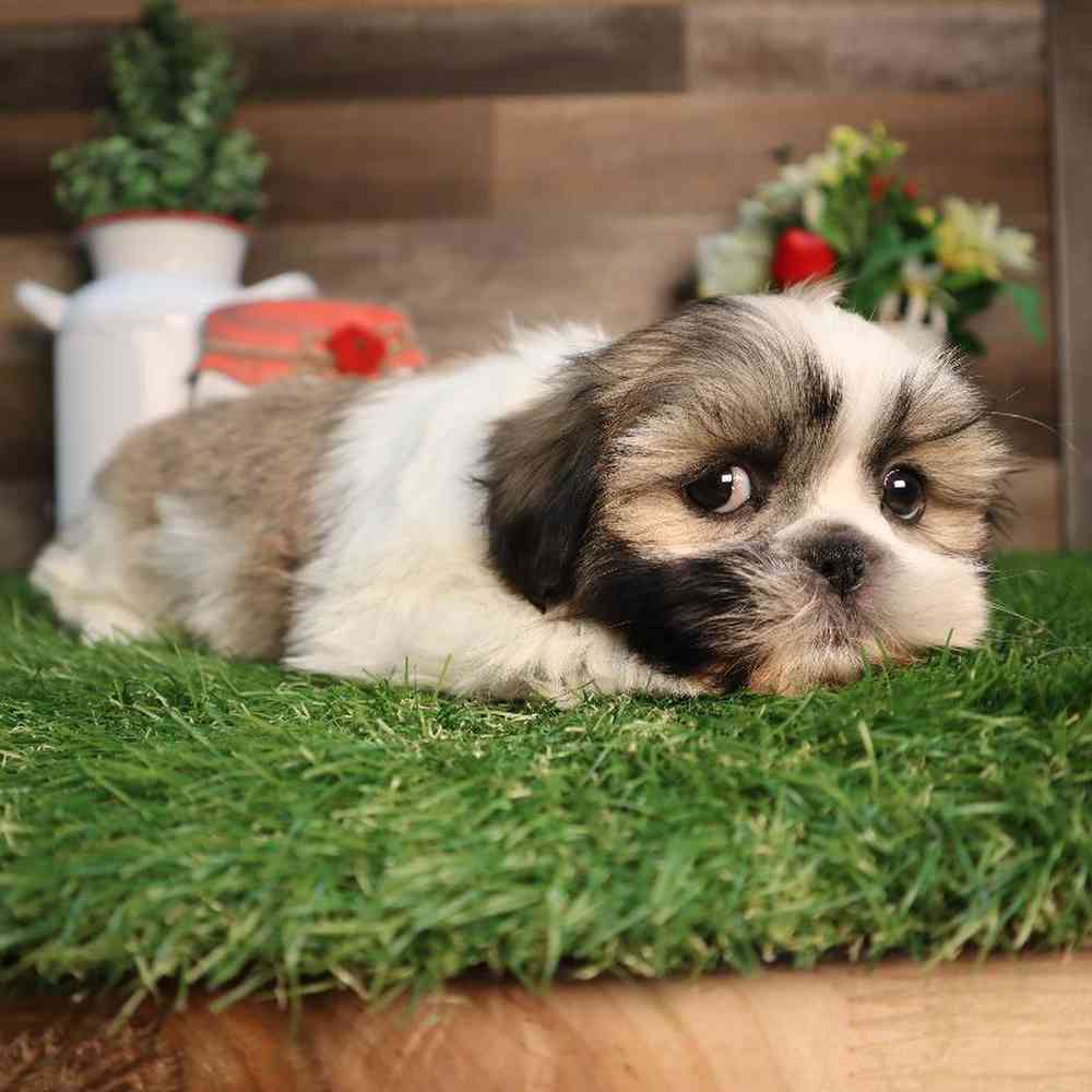 carousel pet images