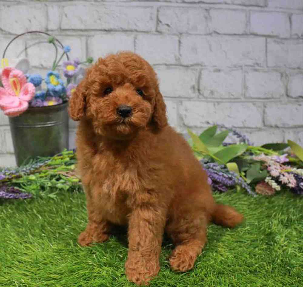 carousel pet images