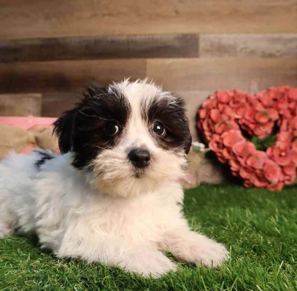 carousel pet images