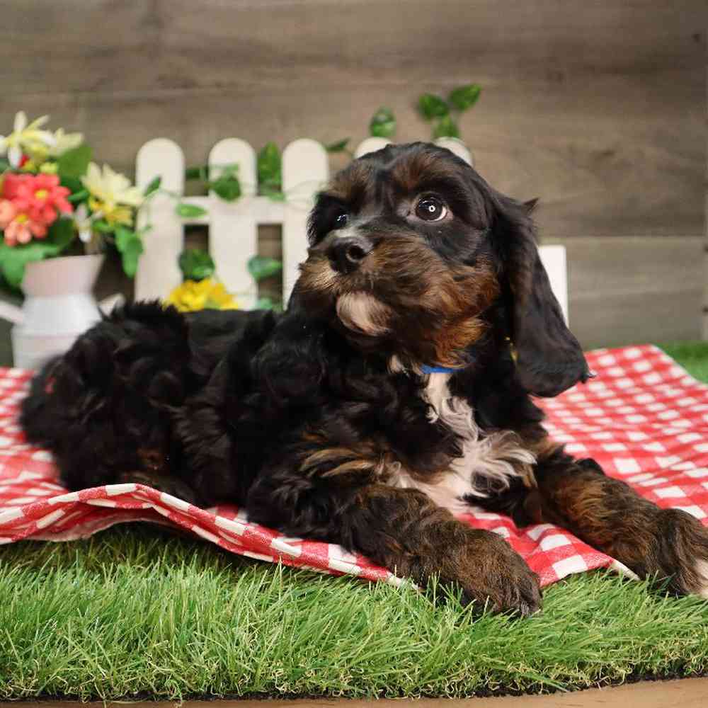 carousel pet images