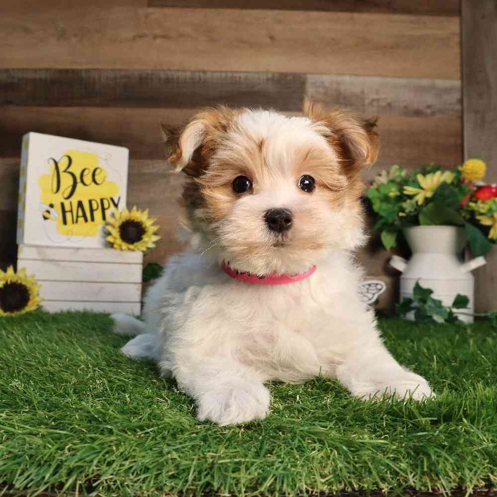 Female Morkie Puppy for Sale in Blaine, MN