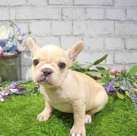 French Bulldog