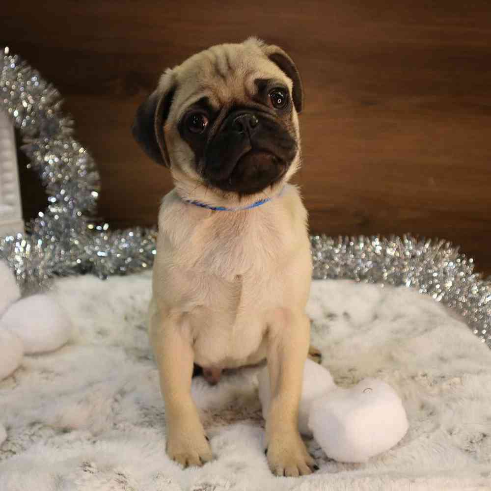 carousel pet images