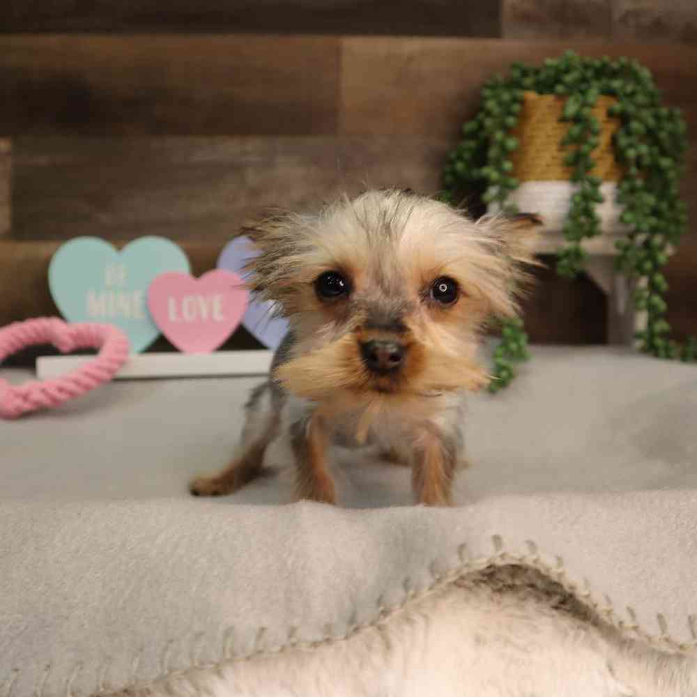 carousel pet images