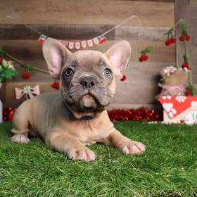 French Bulldog