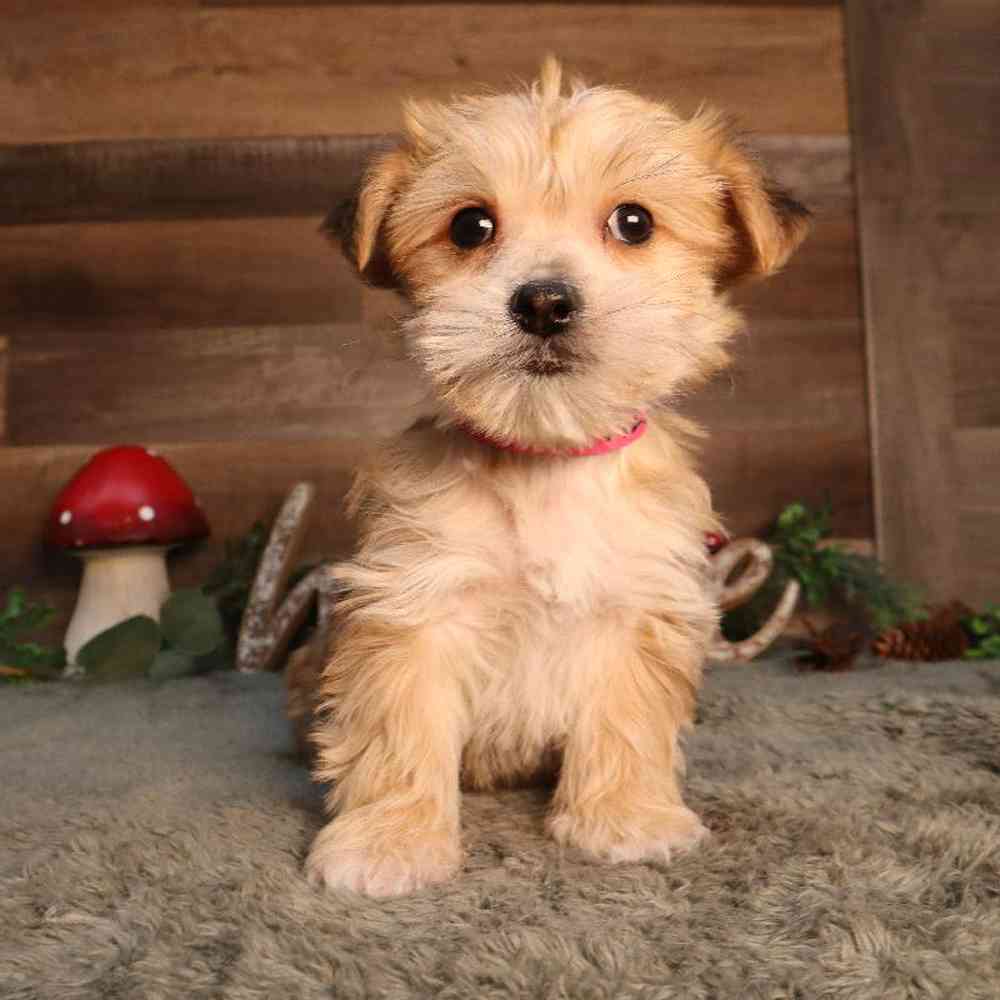Yochon Puppy for sale - Four Paws and a Tail