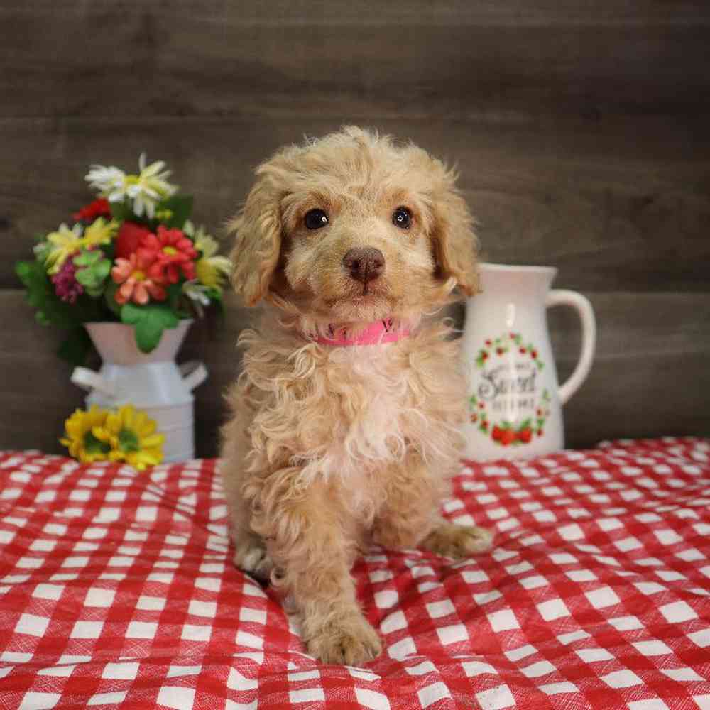 carousel pet images