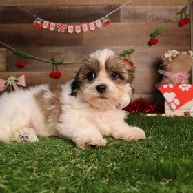 Teddy Bear