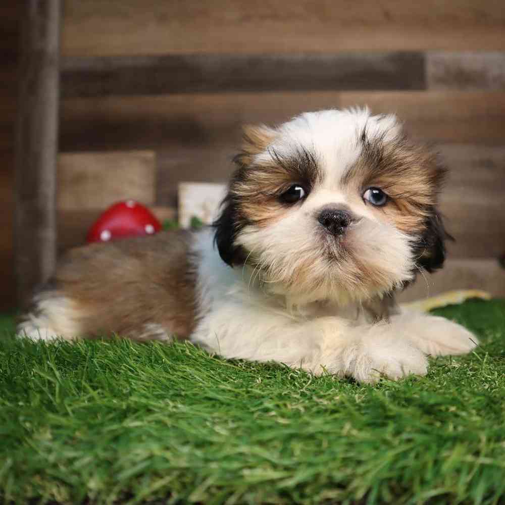 carousel pet images