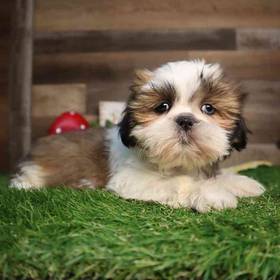 Shih Tzu