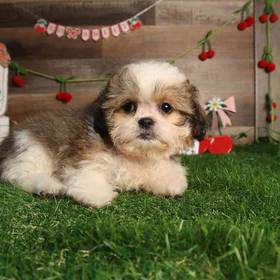 Shih Tzu