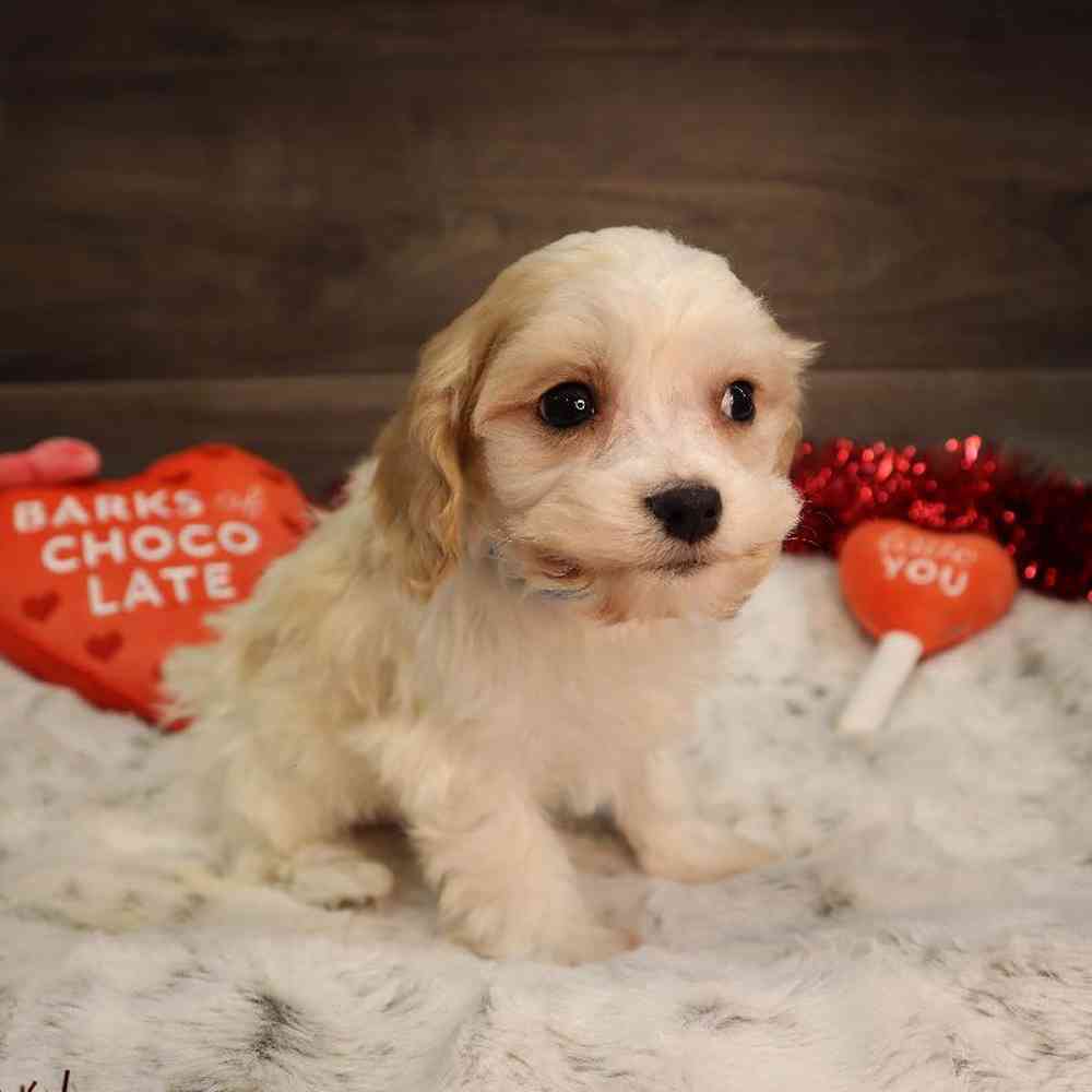 Male Cavachon Puppy for Sale in Blaine, MN