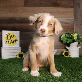 Mini Aussie