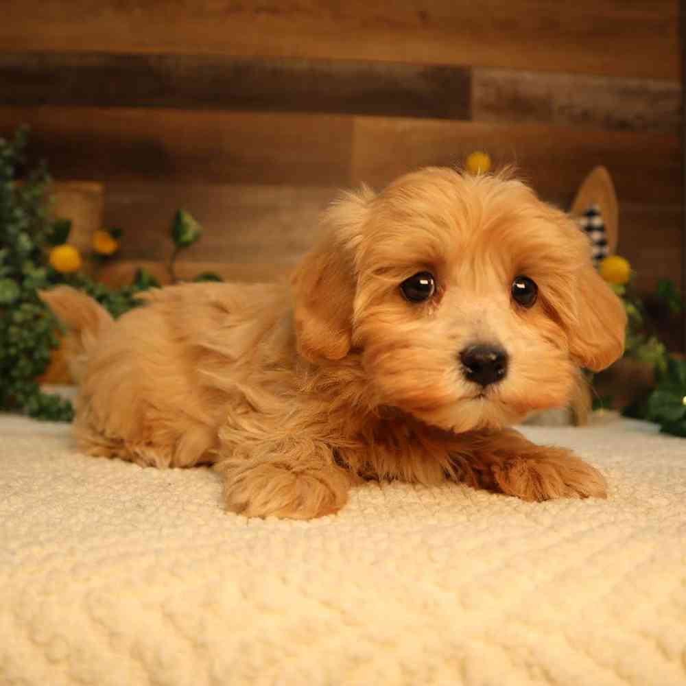 Female Maltipoo Puppy for Sale in Blaine, MN
