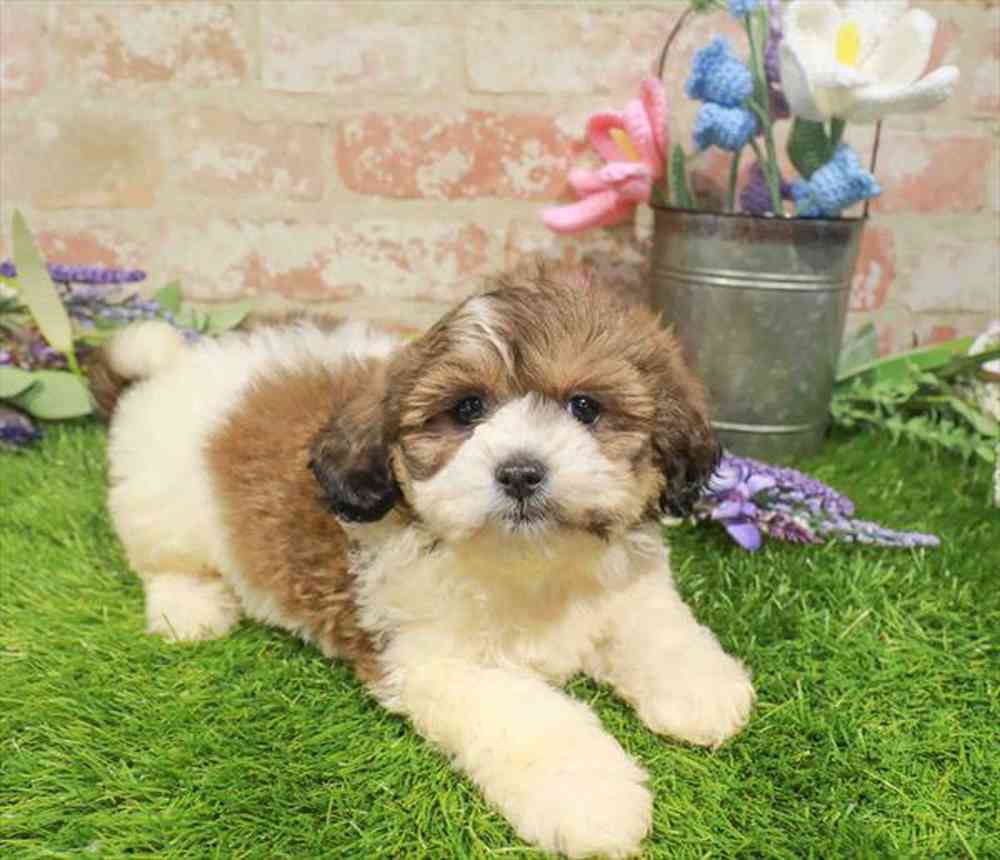 carousel pet images