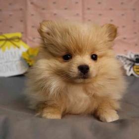 Pomeranian