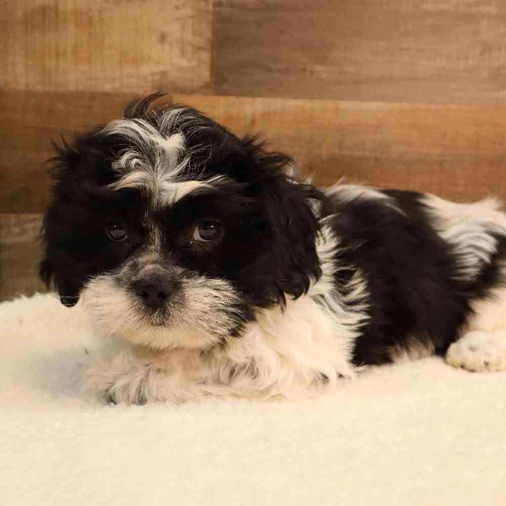 Male Shih Tzu Puppy for sale