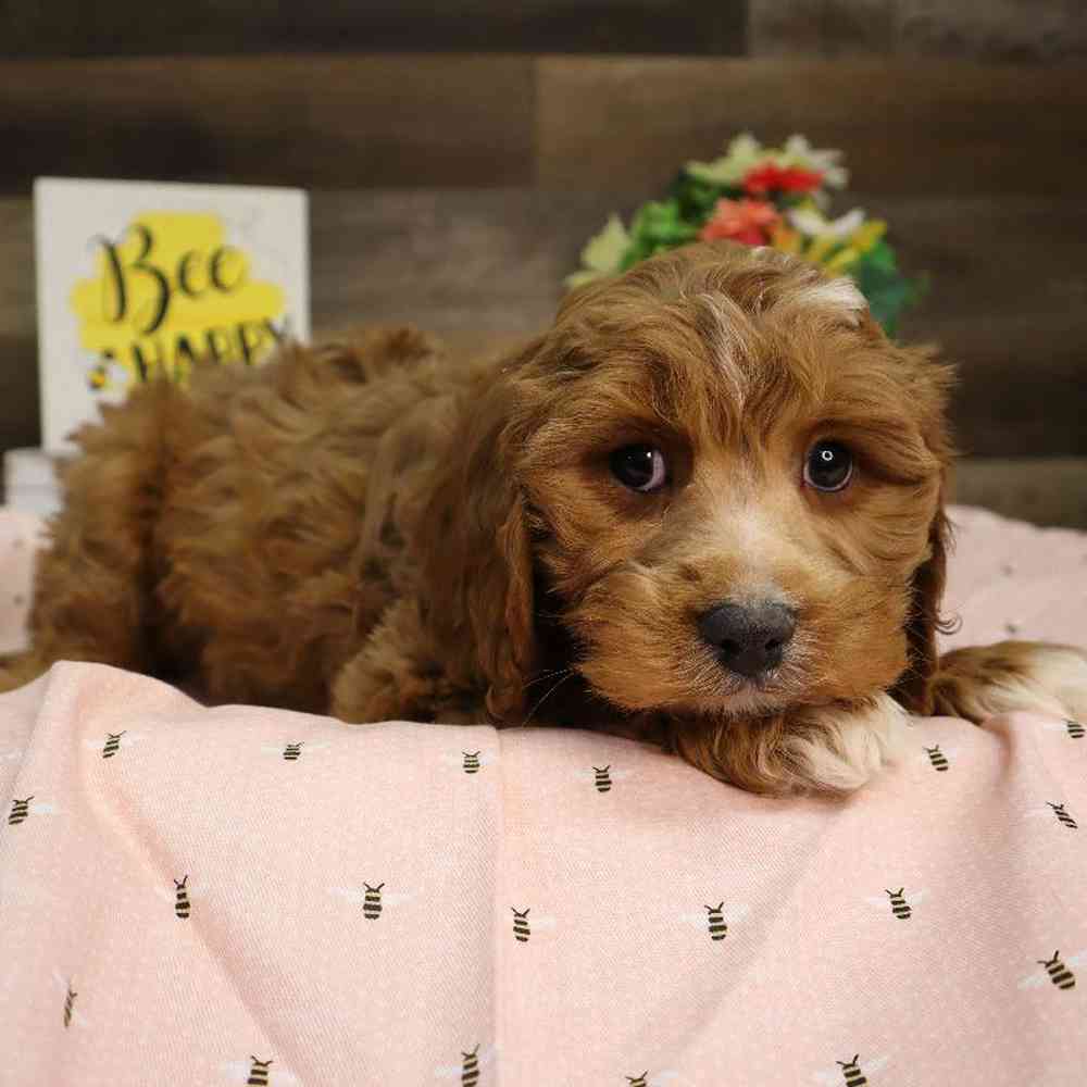 carousel pet images