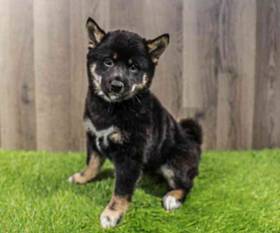 Shiba Inu
