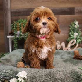 Cavapoo