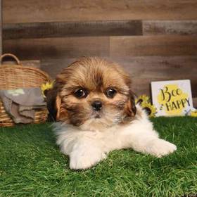 Shih Tzu