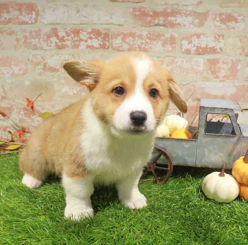 carousel pet images