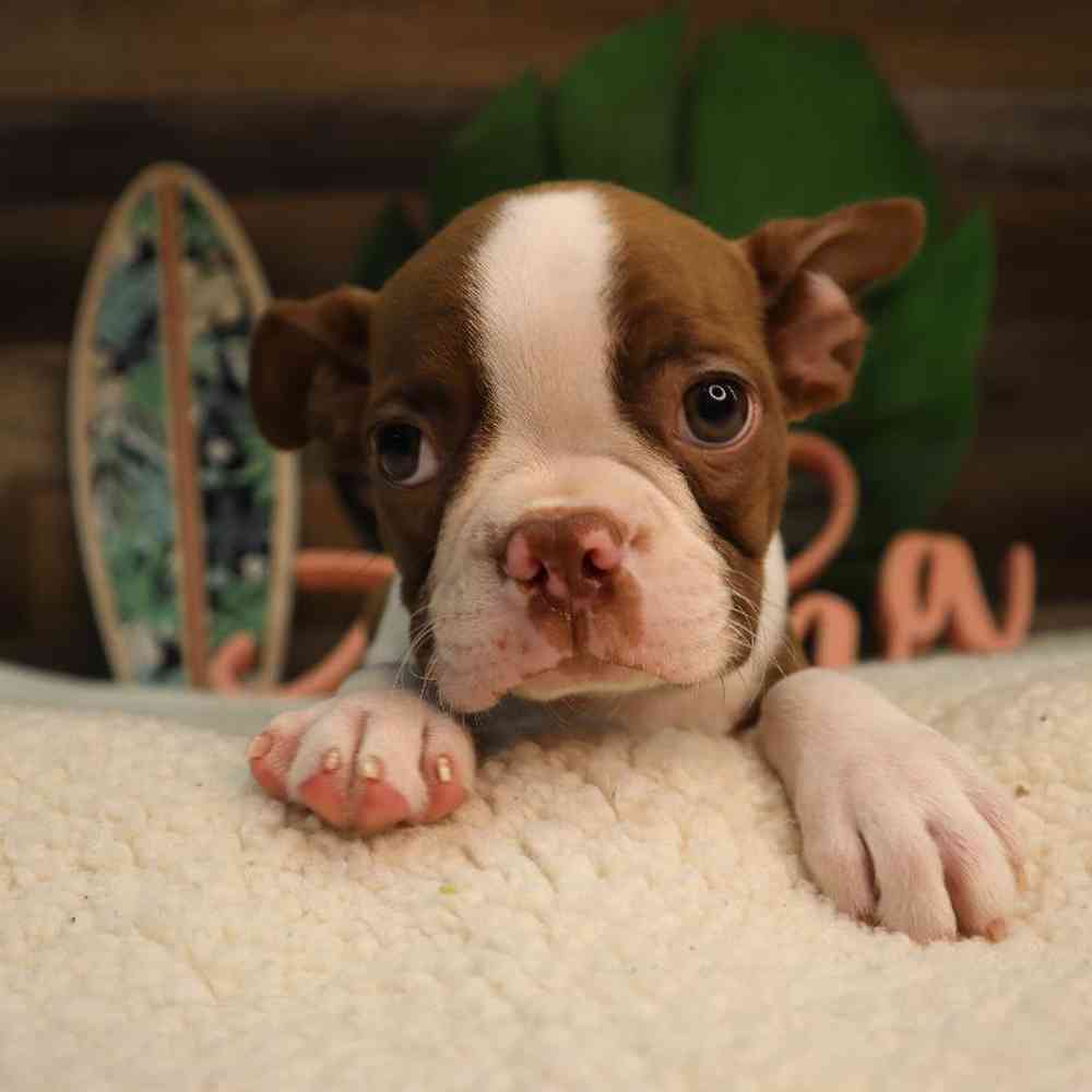 Male Boston Terrier Puppy for Sale in Blaine, MN