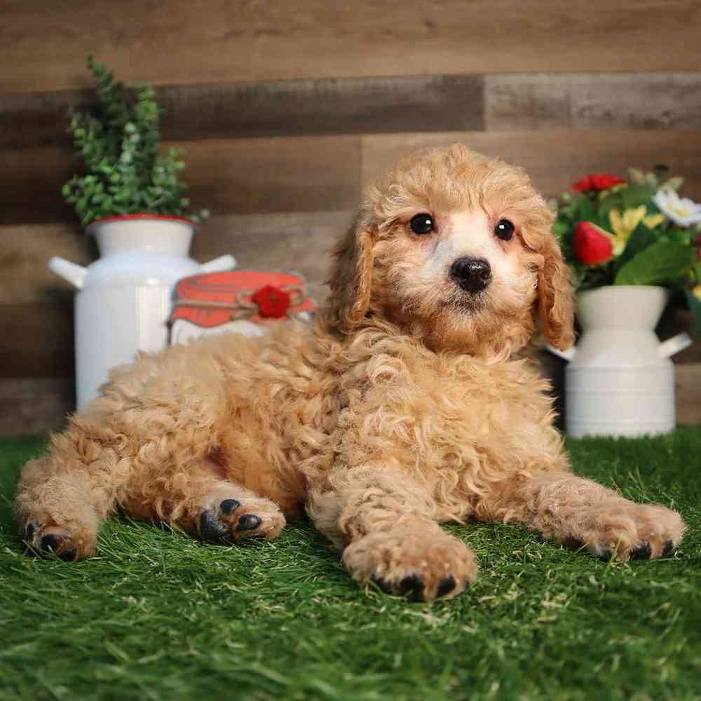 carousel pet images
