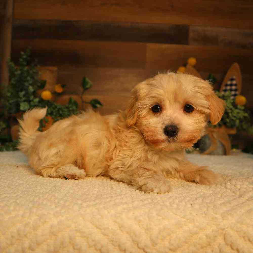 Male Maltipoo Puppy for Sale in Blaine, MN