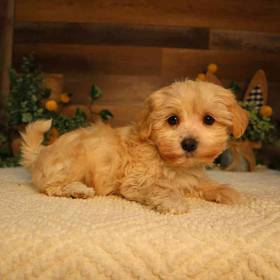 Maltipoo