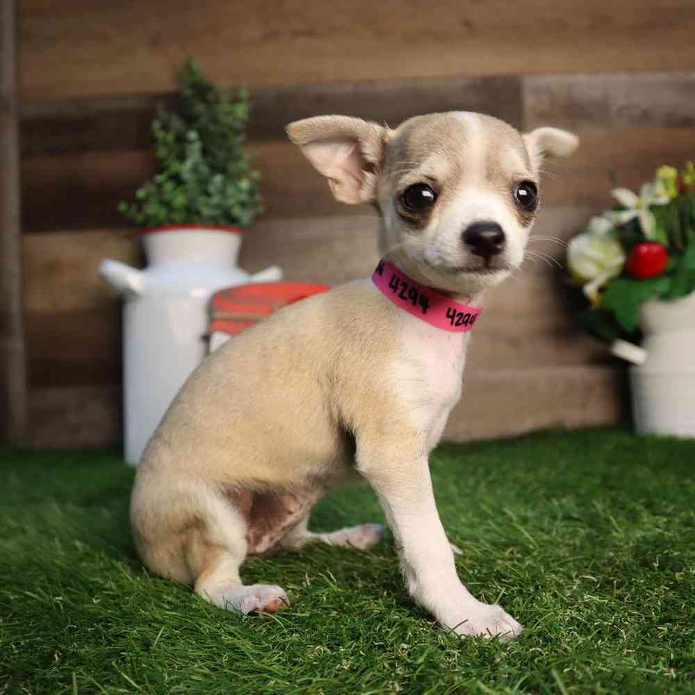 carousel pet images