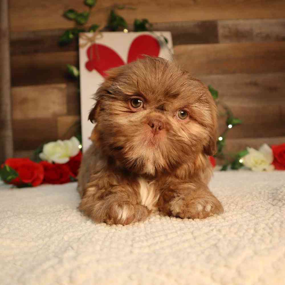 carousel pet images