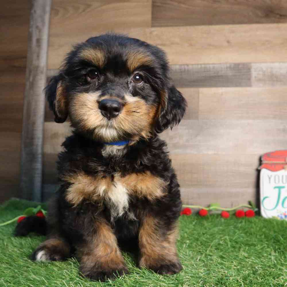 Male Mini Bernedoodle 2nd gen Puppy for Sale in Blaine, MN