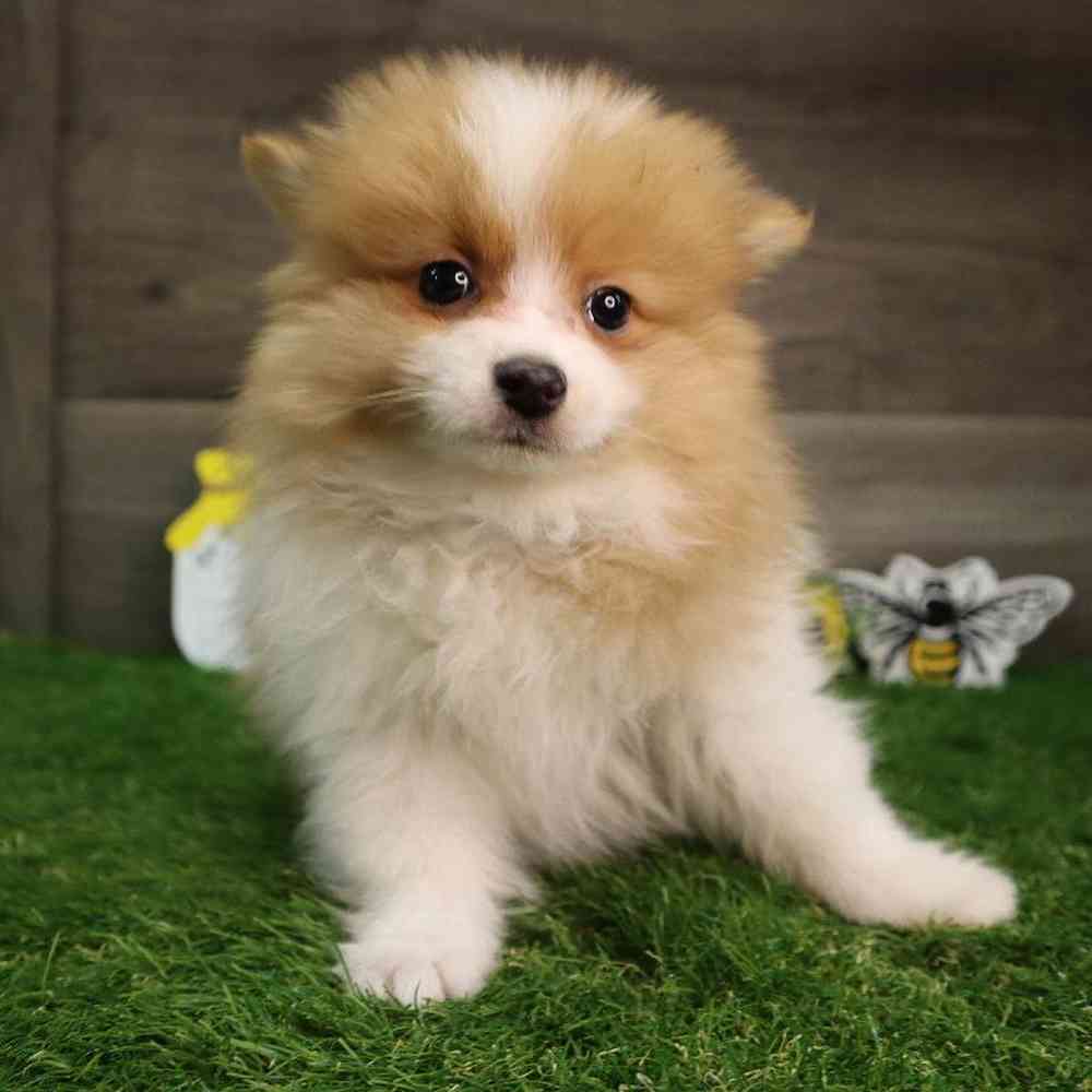 Kong pomeranian hot sale