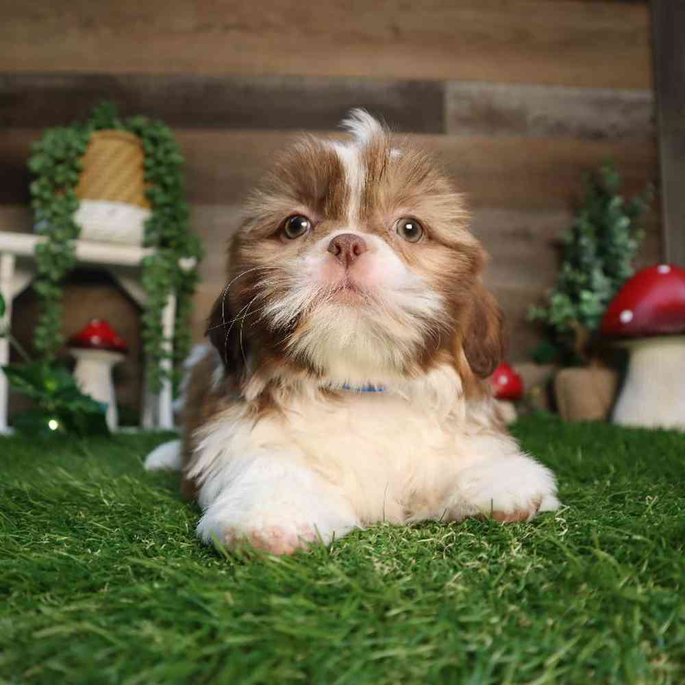 carousel pet images