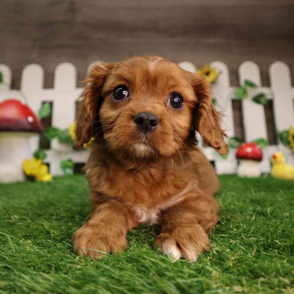 Male Cavalier King Charles Spaniel Puppy for Sale in Blaine, MN